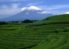 静冈县|富士山